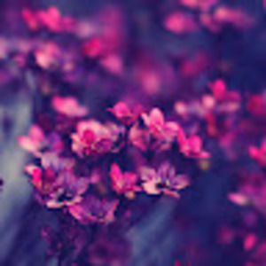 Meet your Posher, Diana